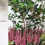 Maurice סטרסה